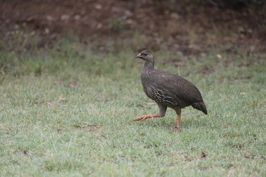 Cape Francolin (Pternistis capensis), adult, running, foraging, Karoo Desert Botanic Garden, Worcester, Western Cape, South Africa