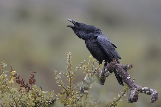 Common raven (Corvus corax), calling in rain, Extremadura, Spain