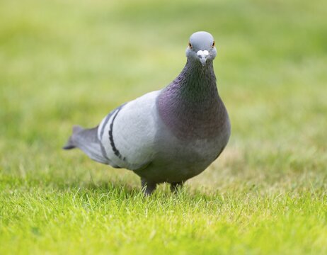 Domestic pigeon (Columba livia domestica) on a lawn, green area in search of food, Lower Saxony, Germany