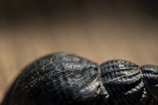 Close-up of a periwinkle (Littorina littorea) worn down and damaged by the sea and sand, Houvig, North Sea, Denmark
