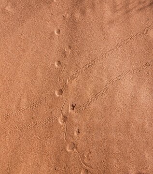 Animal tracks in red sand, Valley of Fire, Mojave Desert, Nevada, USA