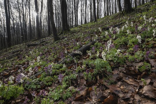 Hollow larkspur (Corydalis cava), Bad Iburg, Lower Saxony, Germany