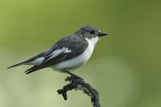 European Pied Flycatcher (Ficedula hypoleuca), male, sitting on a branch, Siegerland, North Rhine-Westphalia, Germany