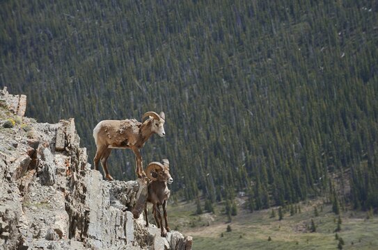 Rocky Mountains bighorn sheep (Ovis canadensis canadensis), rams standing on a rock, Jasper National Park, Alberta, Canada