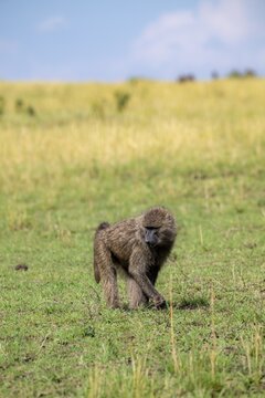 Anubis baboon or green baboon (Papio anubis) foraging in the grass, Murchison Falls National Park, Western Region, Uganda