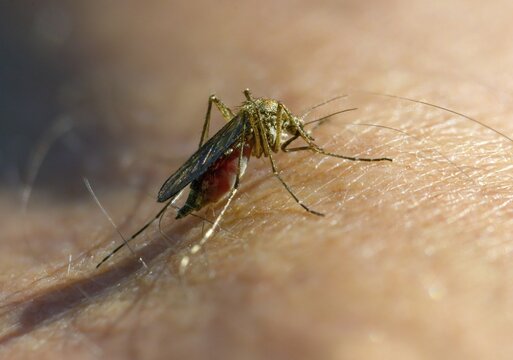Culicidae, mosquito, mosquito, bloodsucker, diptera, insects, mosquito, pest, diptera
