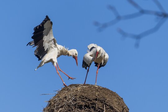 Two storks interacting on a nest under a clear sky, White Stork (Ciconia ciconia), wildlife, Germany