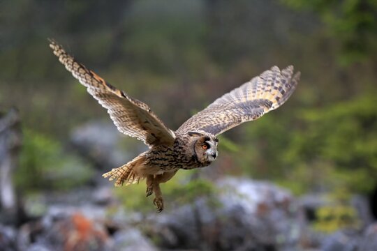 Long-eared owl (Asio otus), adult, flying, autumn, Bohemian Forest, Czech Republic