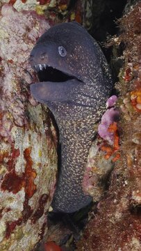A Mediterranean moray eel (Muraena helena) opens its mouth threateningly and shows its sharp teeth, dive site peninsula Giens, Mediterranean Sea, Porquerolles, Provence, C&ocirc;te d'Azur, France
