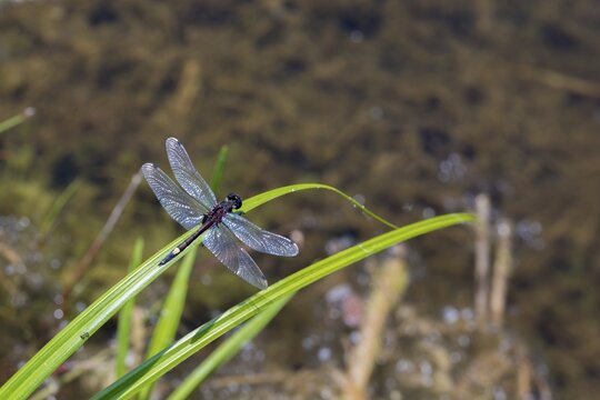 Large moss maiden, large white-faced darter, leucorrhinia pectoralis, yellow-spotted whiteface, anisoptera, damselflies, dragonflies, insects, dragonflies, odonata