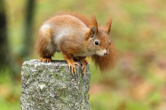 Eurasian red squirrel (Sciurus vulgaris) on a stone, wildlife, Germany