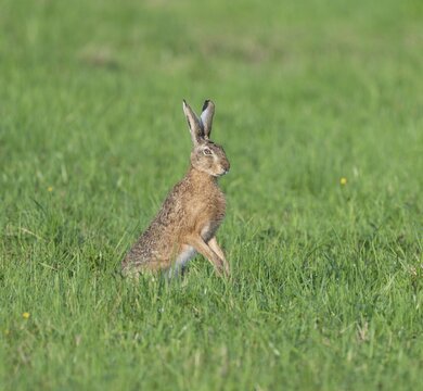 European hare (Lepus europaeus) standing on its hind paws in a meadow, European hare making a cone, wildlife, Thuringia, Germany