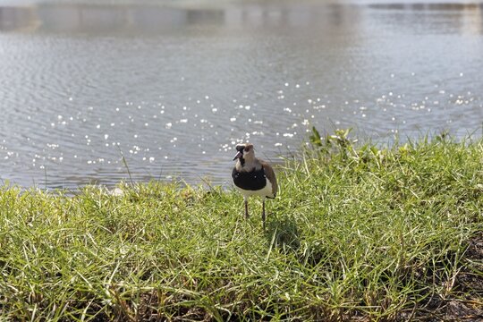 Bronze lapwing (Vanellus chilensis), Cartagena, Colombia