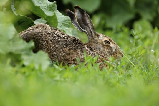 European hare (Lepus europaeus) in a field, wildlife, Burgenland, Austria