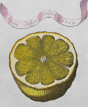 Sliced lemon, hand-coloured copper engraving or copper etching by Johann Christoph Volkamer or Volckamer, from N&uuml;rnbergische Hesperides oder gr&uuml;ndliche Beschreibung der Edlen Citronat, Citronen, und Pomerantzen-Fr&uuml;chte, Nuremberg 1708, 1714