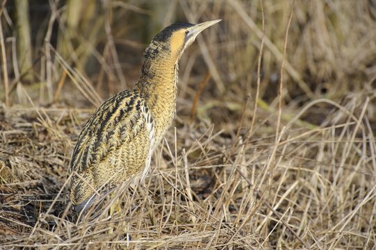 Eurasian bittern (Botaurus stellaris) foraging Winter, Lake D&uuml;mmer, Lembruch, Lower Saxony, Germany
