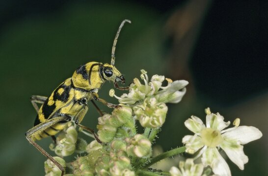 Chlorophorus varius, variable ram ram, beetle, longhorn beetle, coleoptera, grape wood borer, insects, beetles