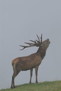 Red Deer (Cervus elaphus), calling out, roaring, roar call, Aurach, Tyrol, Austria, Europe