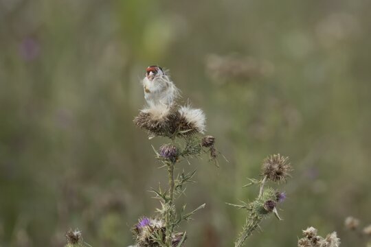 European goldfinch (Carduelis carduelis) adult bird feeding on Creeping thistle plant seedheads, England, United Kingdom
