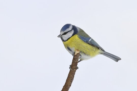 Blue tit (Parus caeruleus), perched on a twig against a white background in the snow in winter, Wilnsdorf, North Rhine-Westphalia, Germany