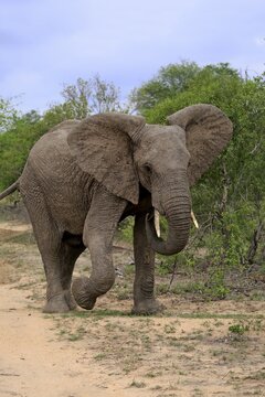 African elephant (Loxodonta africana), adult male, bull, display behaviour, Sabi Sand Game Reserve, Kruger National Park, South Africa