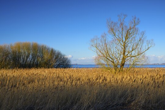 Winter landscape on the shore of Lake D&uuml;mmer, thatch, reeds, clouds, expanse, inland lake, H&uuml;de, Lower Saxony, Germany