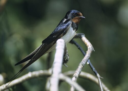 Hirundo rustica, house martin, swallow, birds, song, male, passeri, swallows, singing, songbirds, birds