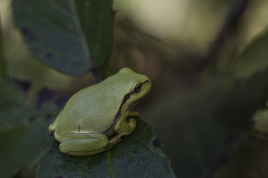Tree frog (Hyla arborea), Lower Saxony, Germany