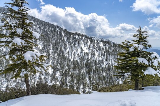 Snowy landscape in the Troodos Mountains in Trodoos, Cyprus