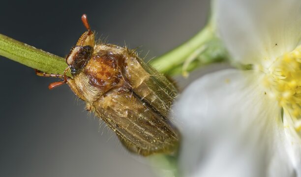 Amphimallon solstitiale, leaf horn beetle, curlew beetle, European June beetle, ribbed curlew, June beetle, scarabaeidae, beetle, coleoptera, insects, beetles, summer chafer
