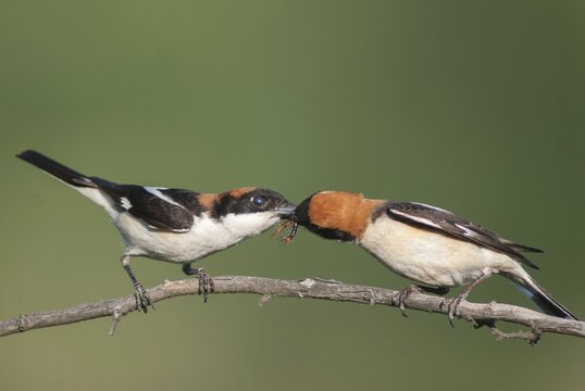 Lanius senator, red-headed shrike, woodchat shrike, birds, Bulgaria, female, male, passeri, songbirds, songbirds, birds, female, shrike