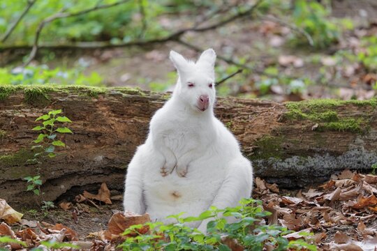 An albino red-necked wallaby or Bennett's wallaby (Macropus rufogriseus) sits on the leaf covered forest floor next to a rotting, moss-covered tree lying on the ground