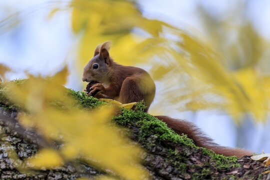 Squirrel on mossy branch between yellow leaves, silent and concentrated, squirrel (Sciurus vulgaris), wildlife, Germany