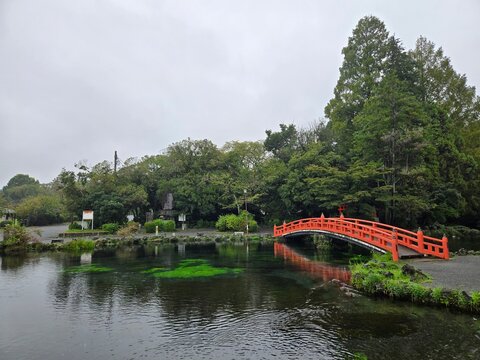 A vibrant red arched bridge spanning a crystal-clear pond with submerged greenery at a serene Japanese Shinto shrine garden, featuring reflections and a small torii gate surrounded by lush trees in Ja