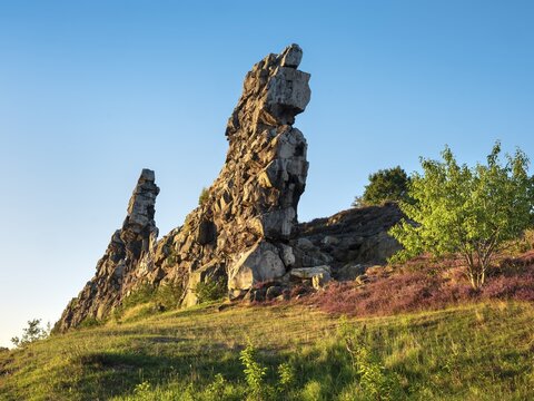 Rock formation and blooming heather, heather blossom in the Teufelsmauer nature reserve, near Weddersleben, Harz, Saxony-Anhalt, Germany
