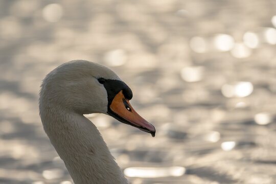 Mute swan (cygnus olor), animal portrait, Germany