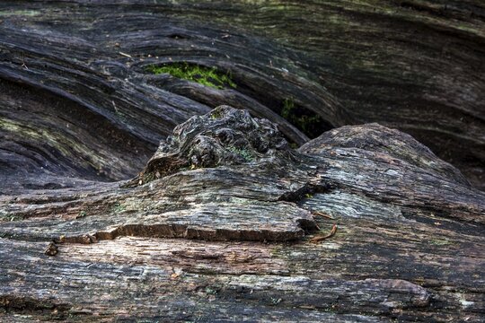 Structures in the weathered wood on a dead tree trunk, Sababurg primeval forest, Reinhardswald nature park Park, Hesse, Germany