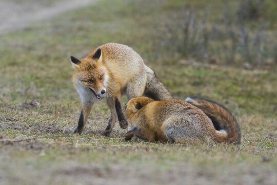 Red foxes (Vulpes vulpes)two males in winter coat, fighting, Ranz, Netherlands