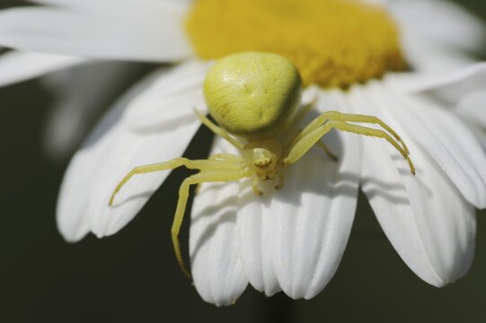 Goldenrod crab spider (Misumena vatia), female on the flower of a daisy (Leucanthemum vulgare, Chrysanthemum leucanthemum), North Rhine-Westphalia, Germany