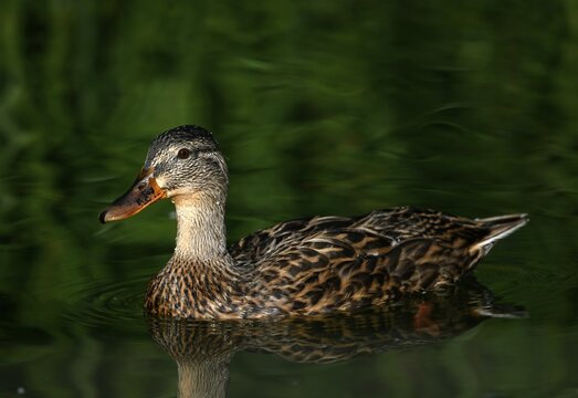 Mallard (Anas platyrhynchos ), Female, swimming in water, Baden-W&uuml;rttemberg, Germany