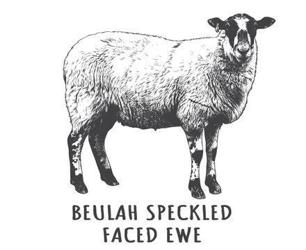 Hand Drawn Beulah Speckled Faced Ewe. Vintage Engraving Farm Animal Art for Welsh Livestock Brands, Organic Meat Packaging, and Wool Logos.
