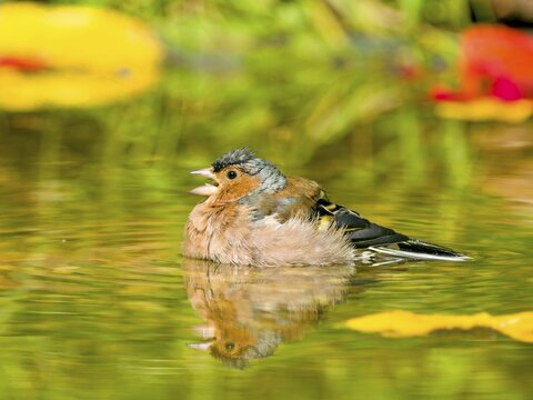 Common chaffinch (Fringilla coelebs), male bathing in shallow water, Hesse, Germany