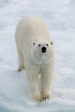 Polar Bear (Ursus maritimus) standing on pack ice, Spitsbergen Island, Svalbard Archipelago, Svalbard and Jan Mayen, Norway
