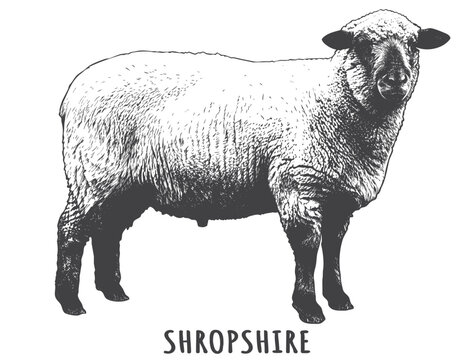 Vintage Engraved Shropshire Sheep Illustration. Classical Hand Drawn Down Breed Art for Organic Farm Branding, Butcher Shops, and Wool Packaging.