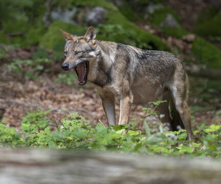 Wolf (Canis lupus) standing in the forest in a clearing and yawning, teeth visible, Germany