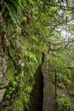 Hikers on a narrow path along a levada, in dense forest, Levada do Caldeir&atilde;o Verde, Parque Florestal das Queimadas, Madeira, Portugal