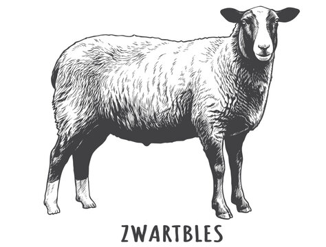 Hand Drawn Zwartbles Sheep Vintage Vector. Classical Engraving Dark Livestock Illustration for Pedigree Farming, Dairy Brands, and Meat Labels.