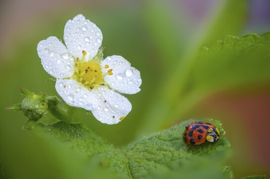 Asian ladybeetle, Asian ladybug, coccinellidae, coccinellinae, harlequin ladybug, harmonia axyridis, ladybug, beetle, coleoptera, harlequin, insects, beetles, multicolored Asian