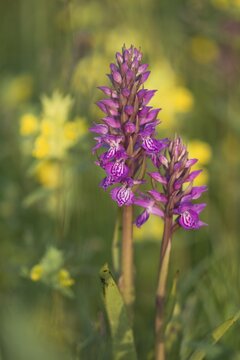 Moorland spotted orchid (Dactylorhiza maculata) between Rhinanthus, Langeoog, Lower Saxony, Germany