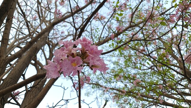 Pink trumpet tree flowers blooming among branches and green foliage against a soft blue sky